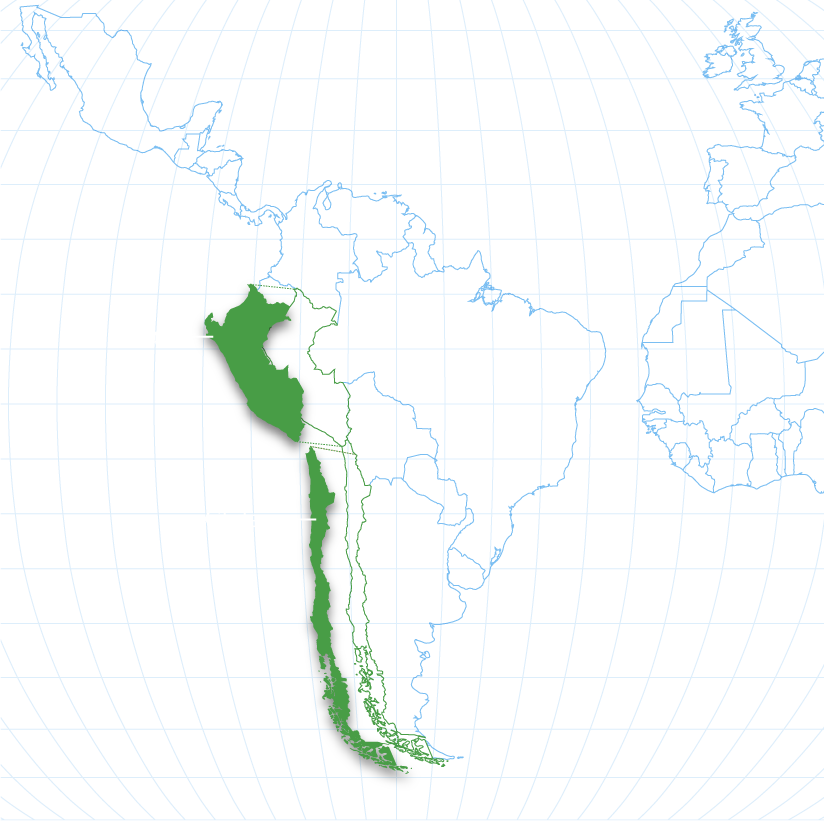 map of growing regions for grapes with Chile and Peru highlighted