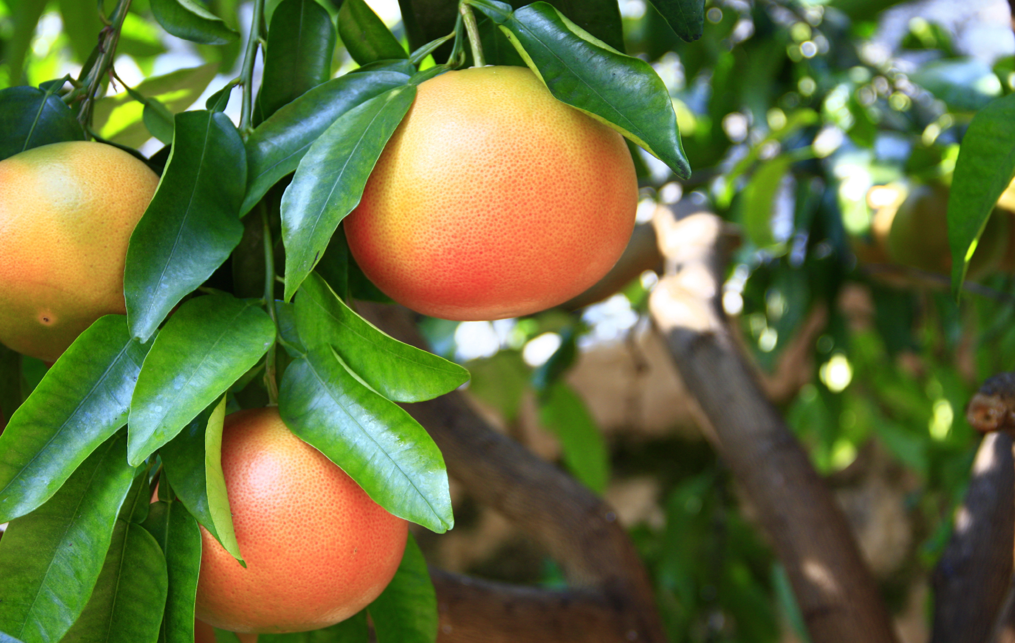 Grapefruit on a tree branch